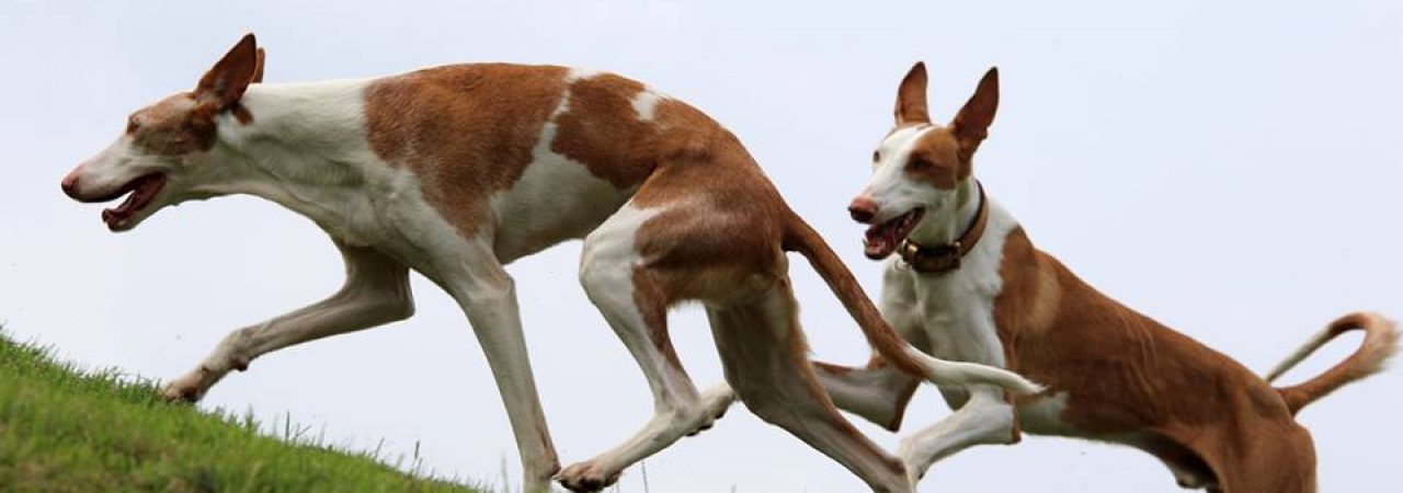 13434809_10209579323629115_6769391427337425404_n